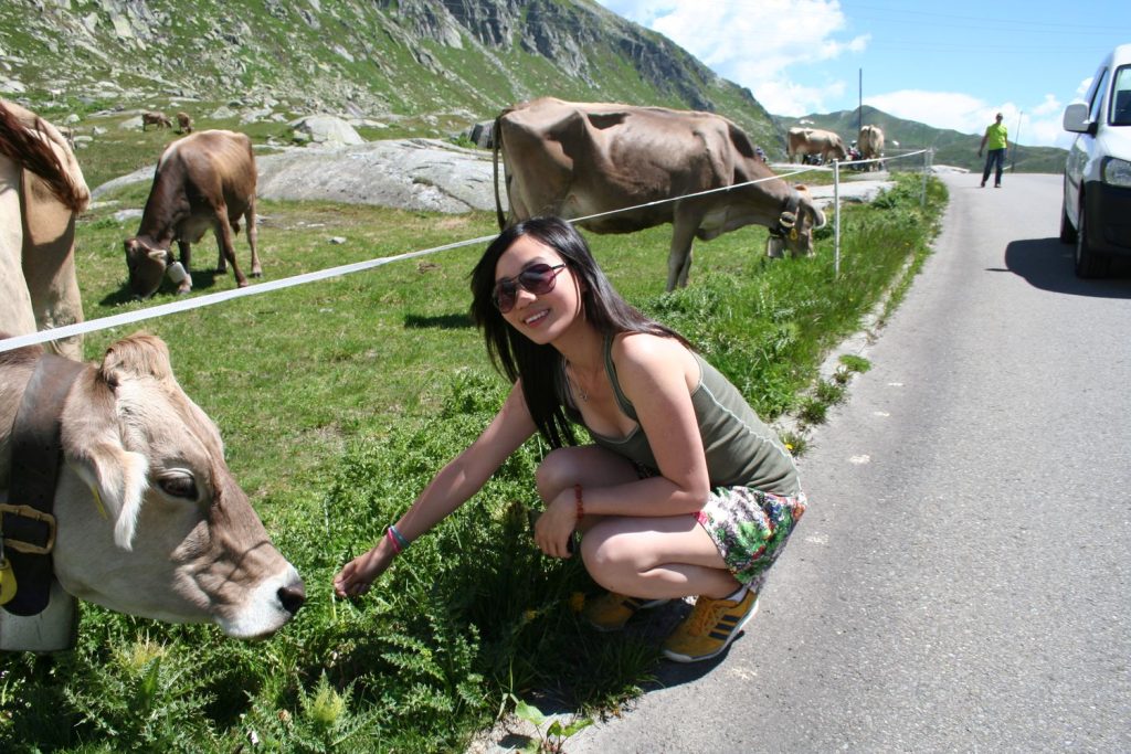 cows on Gotthard pass road
